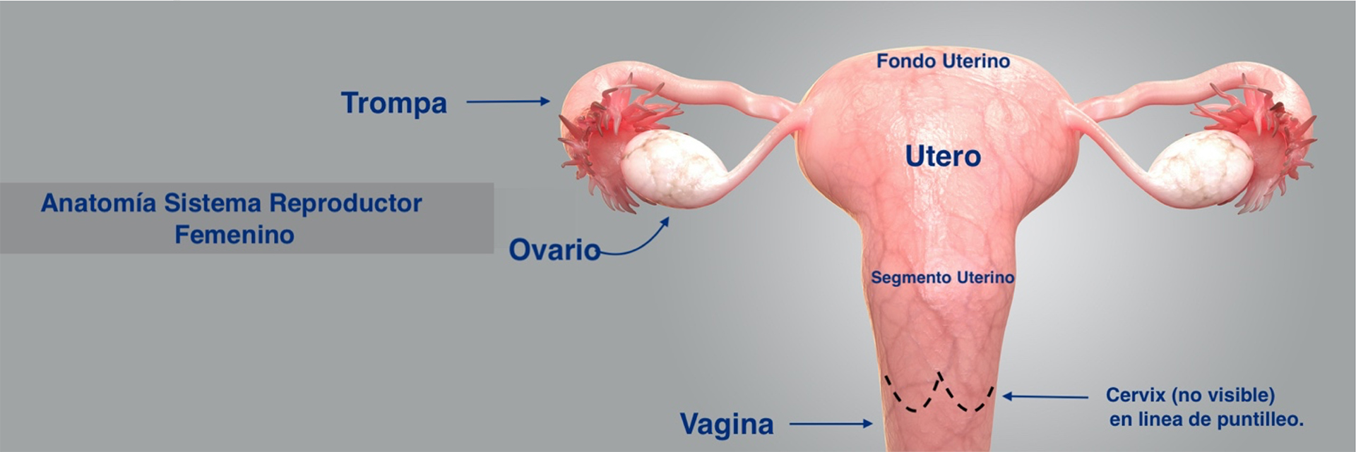 Ligamento Ancho Del tero Ligamentos Uterinos Anatom a Y Funci n 